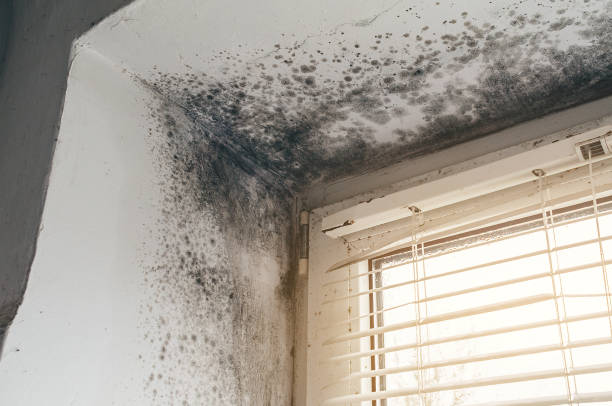 Affordable Black Mold Remediation solutions in Medfield, MA